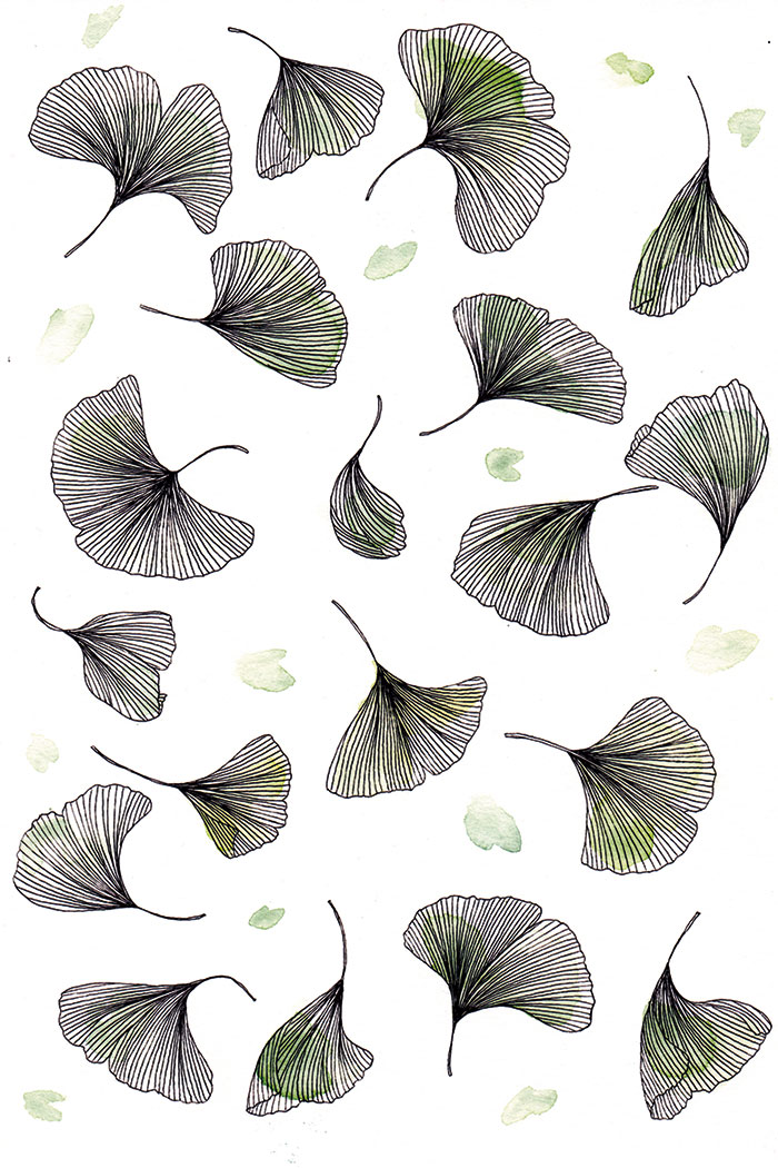 ginkgo leaves illustration