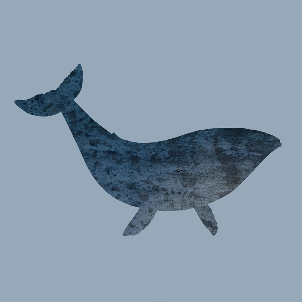 digital whale